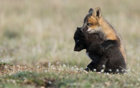 Two little foxes on the grass