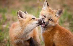 Two small red foxes