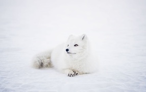 White fox lies in the snow