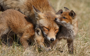 Wild fox with small foxes