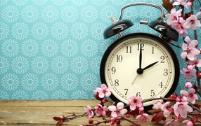 Черный будильник на голубом фоне с цветами абрикоса