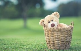 Плюшевый медведь в корзине на зеленой траве