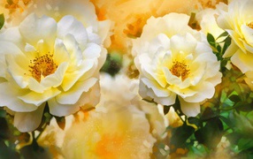 Красивые нарисованные распустившиеся белые розы