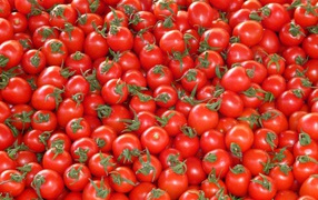 A lot of ripe red tomatoes