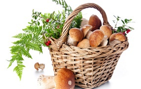 Большая корзина грибов с ягодами на белом фоне