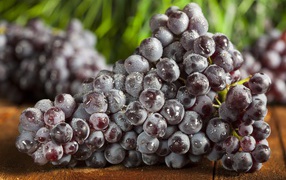 Большая гроздь синего винограда в каплях воды