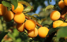 Много желтых слив на ветке дерева