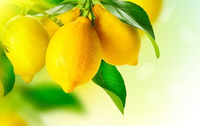 Аппетитные желтые лимоны с зелеными листьями