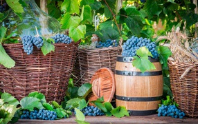 Baskets with blue grapes and a barrel for wine