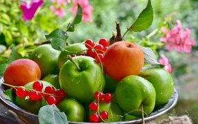 Beautiful green apples with red currants and apricots