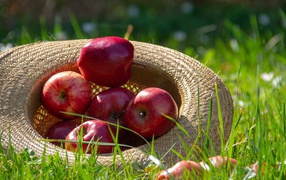 Beautiful red apples in a straw hat on a green grass