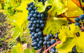 Гроздья синего винограда крупным планом
