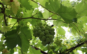 Green grapes on the vine among the leaves