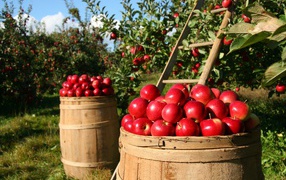 Large red apples collected in the garden