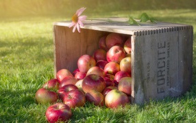 Lots of red apples in a box on green grass