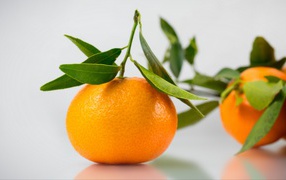 Оранжевый мандарин с зелеными листьями на сером фоне 