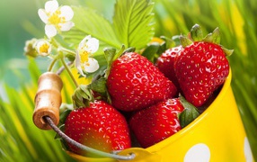 Red strawberry with white flowers