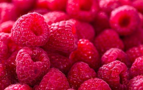 Ripe juicy raspberry closeup