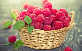 Ripe red raspberries in a basket