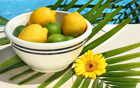 Yellow lemons and green limes in water droplets on a table with palm leaf and gerbera flower