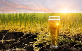 A glass of beer stands on the ground in the sun with green spikelets