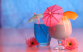Two glasses with a cocktail on a table with pink chrysanthemum flowers