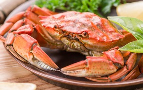 A large boiled crab on a plate with lettuce leaves