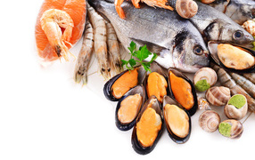 Fish, shrimp, snails and mussels on a white background