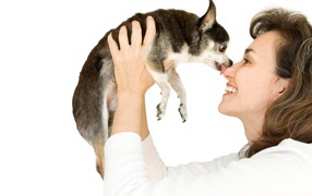 A girl is holding a dog in the hands of a Chihuahua breed