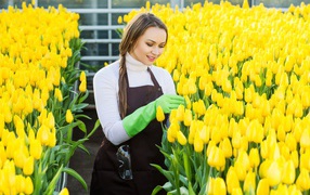 Красивая молодая девушка ухаживает за желтыми тюльпанами