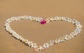 Heart of flowers of plumeria on the sand