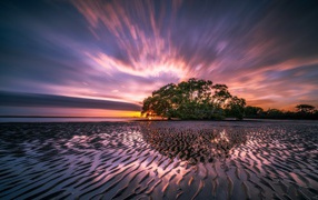 Большое зеленое дерево на берегу в лучах солнца на закате
