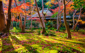 Осень в парке, Киото. Япония