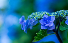 Распустившийся синий цветок гортензии