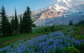 Голубые цветы люпина в лесу на фоне гор