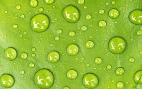 Капли на зеленом листе крупным планом