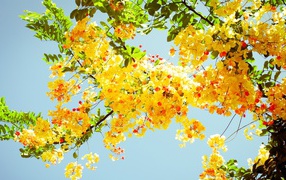 Цветущая ветка акации под голубым небом