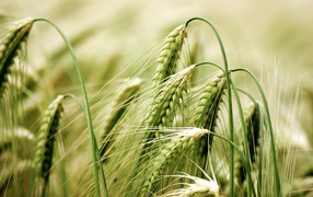 Зеленые колосья пшеницы крупным планом