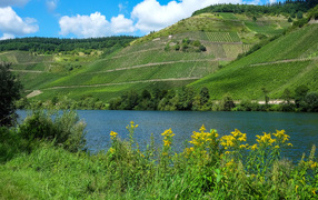 Зеленые поля на фоне реки