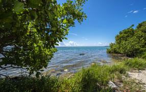 Зеленые деревья на побережье Флориды