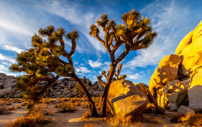 Большие тропические кактусы под голубым небом, США