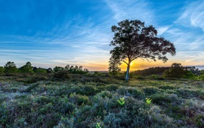 Одинокая береза под красивым голубым небом в поле
