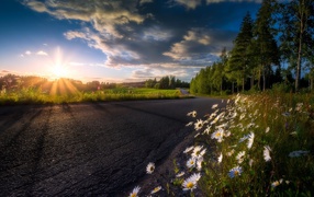 Восходящее солнце в красивом небе освещает растущие у дороги ромашки