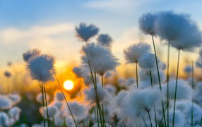 Белый хлопок на закате солнца