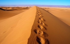 Footprints on hot sand in the Sahara Desert