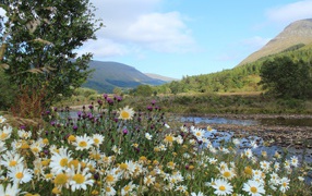 Полевые ромашки и чертополох на берегу горной реки