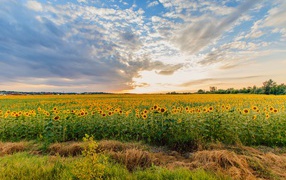 Field of blooming sunflowers under a beautiful sky
