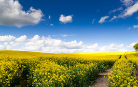 Rapeseed field under a blue sky with clouds