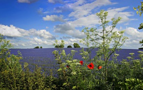 View of the field with blue flowers under a beautiful blue sky with white clouds