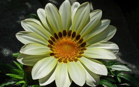 Красивый большой цветок газания крупным планом